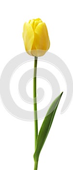 One yellow tulip isolated on white background.