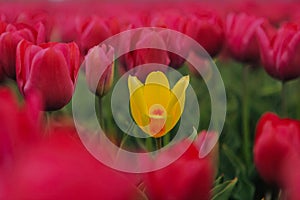 One yellow tulip among red field. Blooming tulip fields in a dutch landscape Holland