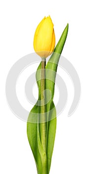 One yellow tulips isolated on white