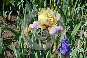 One yellow and violet flower of bearded iris in May