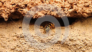 One Yellow wasp standing at the entrance to the nest and flapping its wings