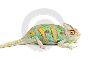 One Yemen chameleon