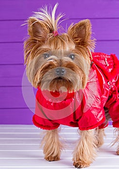 One Yorkshire Terrier in red overalls