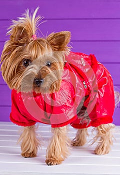 One Yorkshire Terrier in red overalls