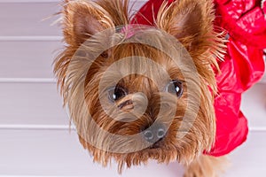 One Yorkshire Terrier in red overalls