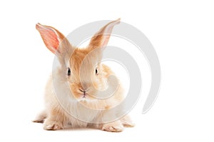 One young baby rabbit isolated