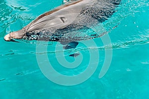 one young beautiful dolphin emerges from water, playful animal dancing and swim under Red Sea, sunny day in dolphin reef, top pla