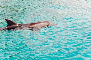 One young beautiful dolphin swims in Red sea, sunny day with playful animals in the dolphin reef, top place to visit in eilat in I