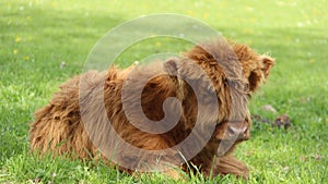 One Young Bison Repose On Green Fields.Calf Born Bull