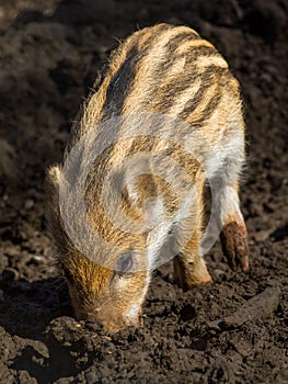 One young boar pig