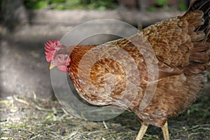 One young brown hen chicken portrait, bird posing in fresh grass on a free yard pasture, red comb on the head. Horizontal