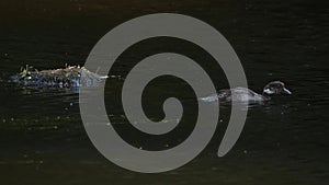 One Young Common Goldeneye on Dark Waters, Slowmo