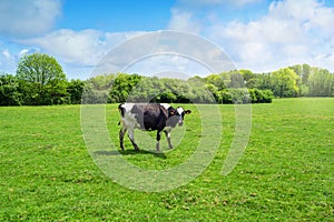 one young dairy cows in pasture