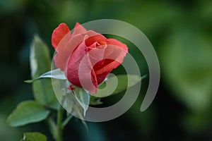 One young dark red rose with green leaves growing in the garden.