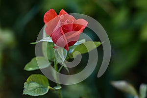 One young dark red rose with green leaves growing in the garden.