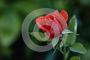 One young dark red rose with green leaves growing in the garden.