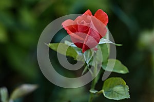 One young dark red rose with green leaves growing in the garden.