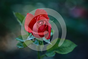 One young dark red rose with green leaves growing in the garden.