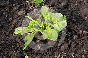 One young fresh spinach in garden on black spring soil.