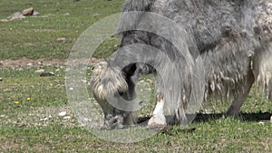 One young gray long-haired yak cow bull sarlyk grunting ox in Mongolia.