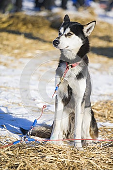 One young husky dog resting