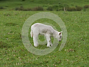 One young lamb feeding