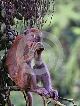 One Young Long-tailed Macaque, Macaca fascicularis, eating palm fruit, Sumatra, Indonesia