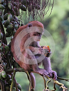 One Young Long-tailed Macaque, Macaca fascicularis, eating palm fruit, Sumatra, Indonesia
