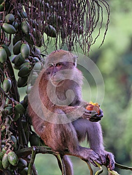 One Young Long-tailed Macaque, Macaca fascicularis, eating palm fruit, Sumatra, Indonesia