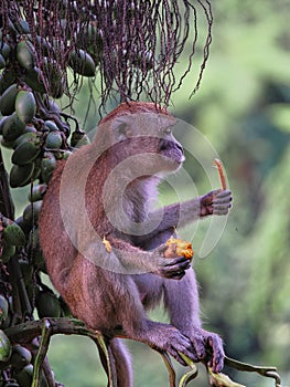 One Young Long-tailed Macaque, Macaca fascicularis, eating palm fruit, Sumatra, Indonesia