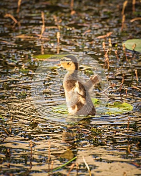 One young mallard duckling swimming in lake