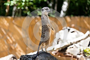 One young meerkat stands