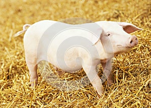 Young piglet on hay and straw at pig breeding farm