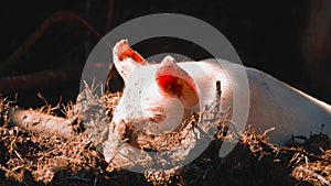 One young piglet on hay and straw at pig breeding farm. Happy pigs on pig farm. Domestic pigs. Pigs on a farm in the