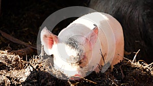 One young piglet on hay and straw at pig breeding farm. Happy pigs on pig farm. Domestic pigs. Pigs on a farm in the