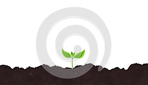 One young plant shoot. Seedling germination. Sprout on the soil. Plants growing in the ground. Agricultural spring field