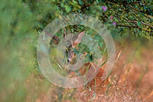 one young roebuck hides in a meadow in summer