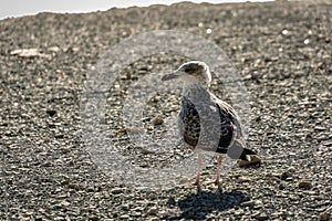 One young seagull Larus marinus stands on a beach of gray sea pebbles.