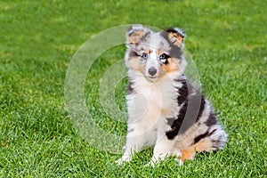 One young sheltie dog sitting on grass