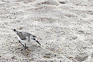 One Young Snowy Plover Bird