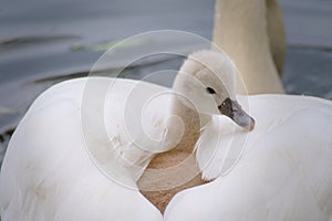 one young swan is riding in the mothers plumage