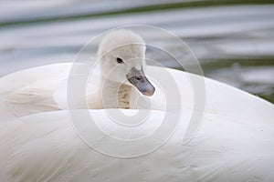 one young swan is riding in the mothers plumage