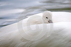 one young swan is riding in the mothers plumage