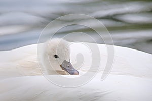 one young swan is riding in the mothers plumage