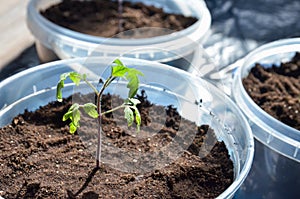 One young tomato sprout in a soil (humus) in a transparent plastic pot