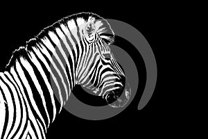 One zebra black background isolated closeup side view, single zebra head profile portrait, black and white art photography