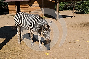 One zebra raised in captivity eating grass and vegetables