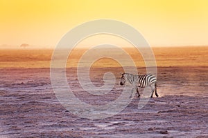 One zebra walking in search of food, Amboseli