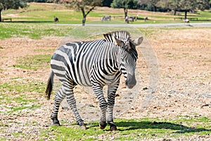 One Zebra walks the earth on a sunny day and looks around