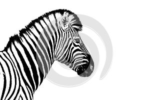 One zebra white background isolated closeup side view, single zebra head profile portrait, black and white art photography